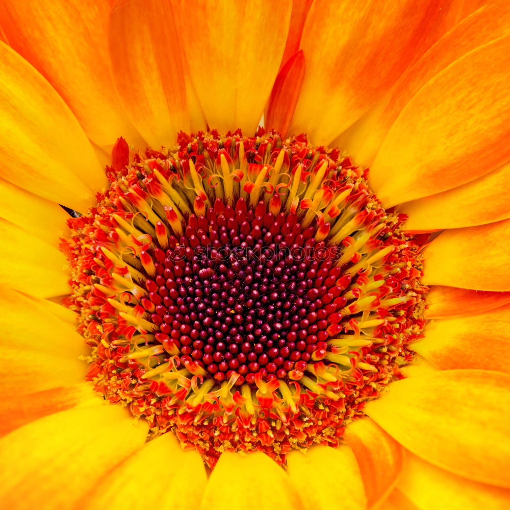 Similar – Orange Blüte braun Blume