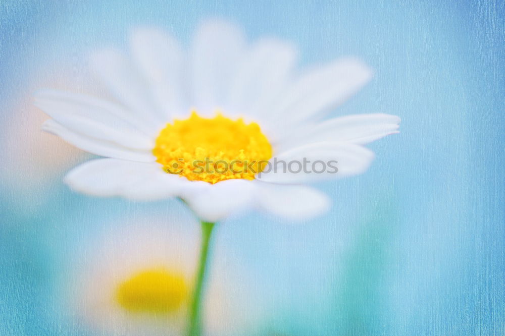 Similar – Gänseblümchen Blume Finger