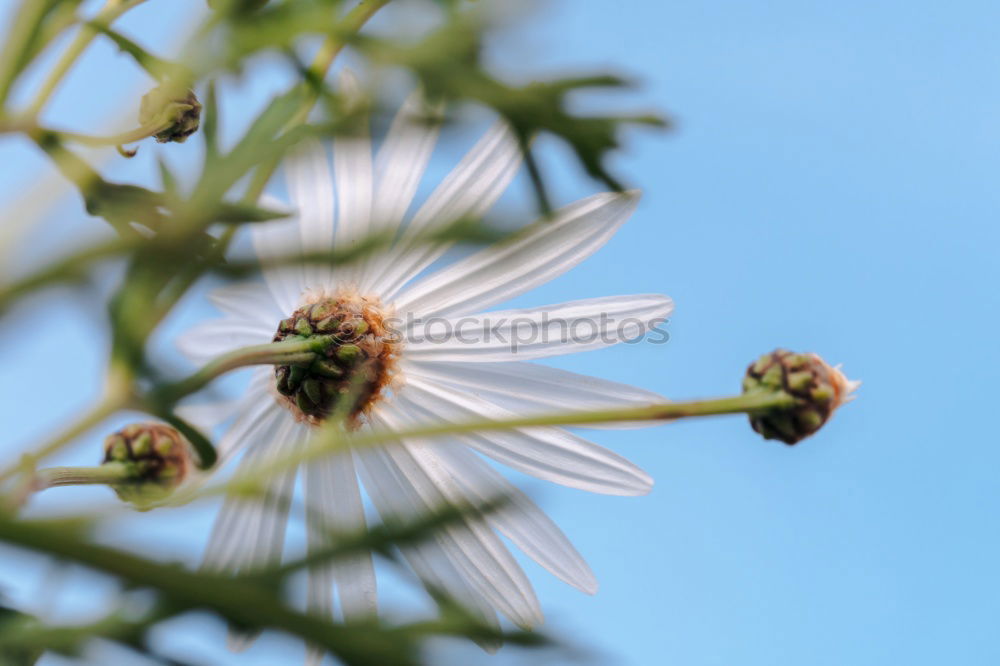 Similar – Pine cones Tree Detail