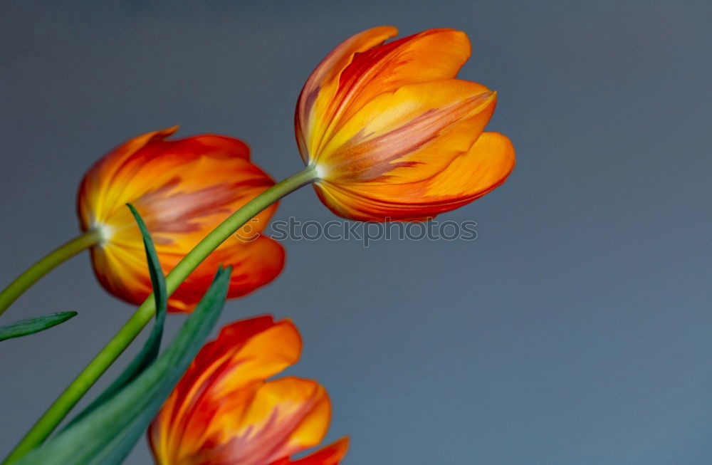 Similar – Image, Stock Photo Red And Orange Tulips Flowers Bouquet