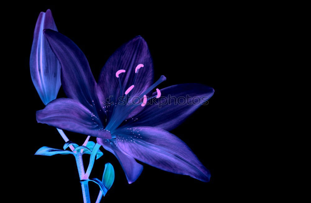 Image, Stock Photo Two-leafed bluebird, Scilla bifolia,