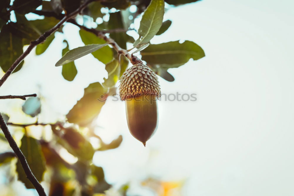 Similar – Image, Stock Photo Autumn Nature