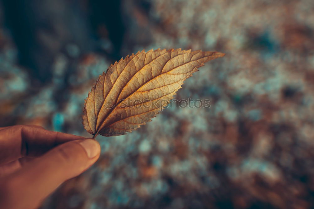 Similar – Hand holding branch in woods