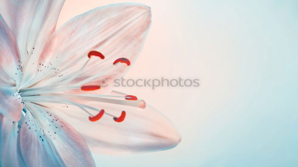 Similar – Beautiful white orchid on blue background