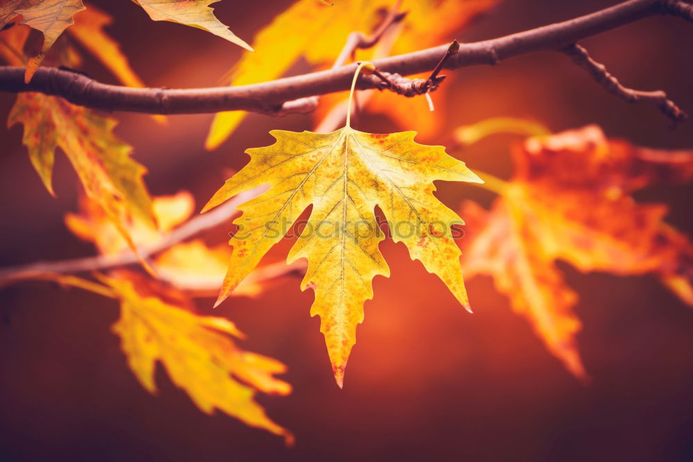 Similar – red tree leaves in summer in the nature