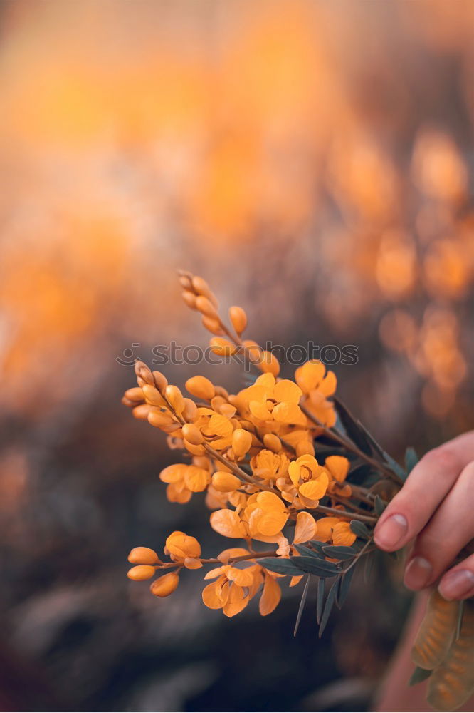 Similar – Image, Stock Photo Children’s hands holding straw stars