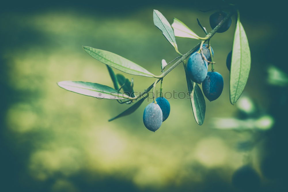 Similar – Image, Stock Photo Lent Plant Leaf