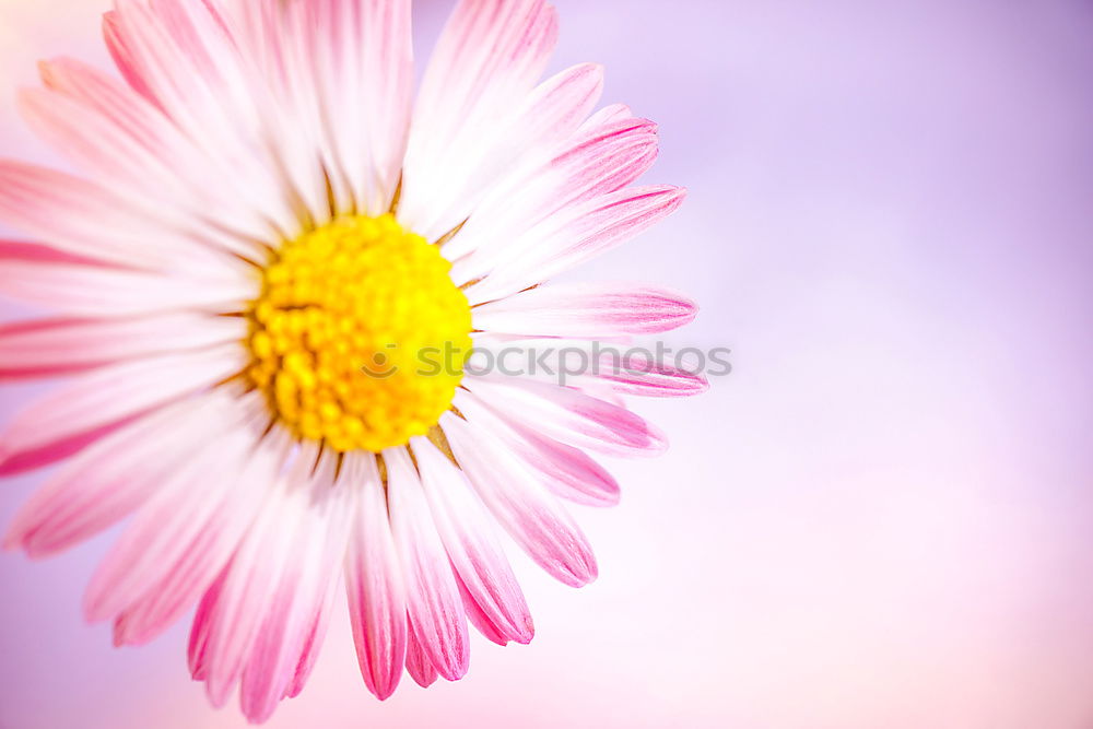 Similar – magenta flower II Blume