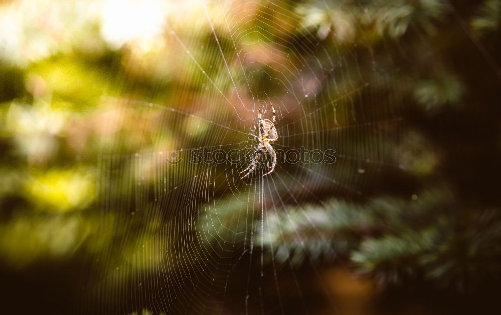 Similar – Image, Stock Photo as fresh as a daisy