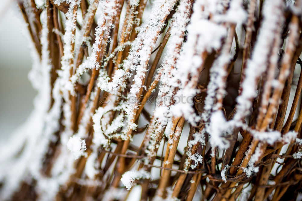 Similar – Image, Stock Photo Frosty at the fence