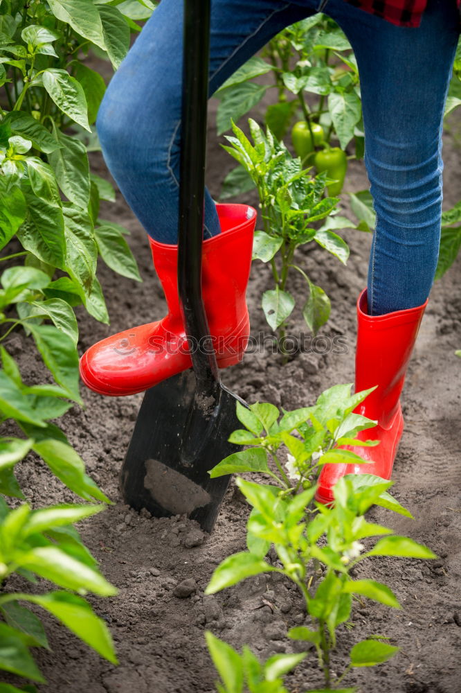 Similar – Image, Stock Photo Hoeing potatoes Summer