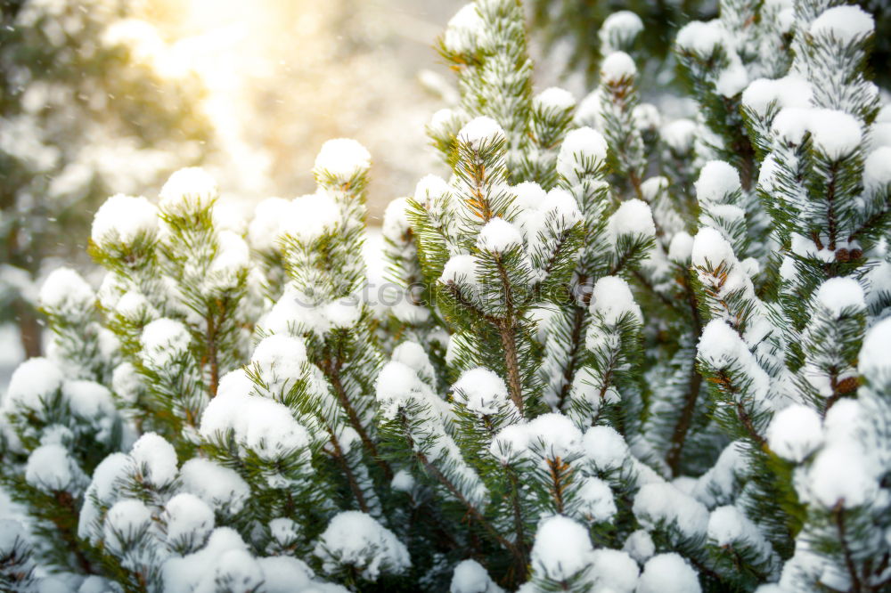 Similar – Image, Stock Photo Winter vs. Spring