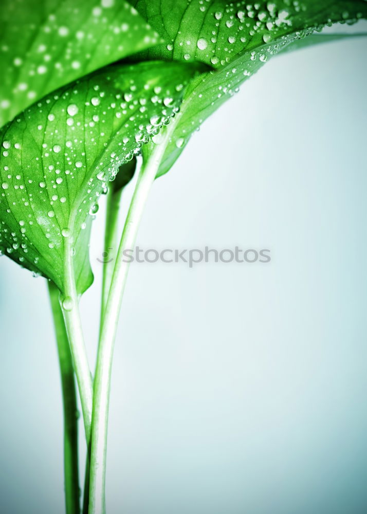 Similar – Image, Stock Photo Flowing Yellow Bathroom