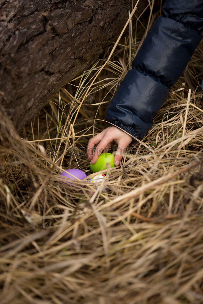 Similar – Planting potatoes