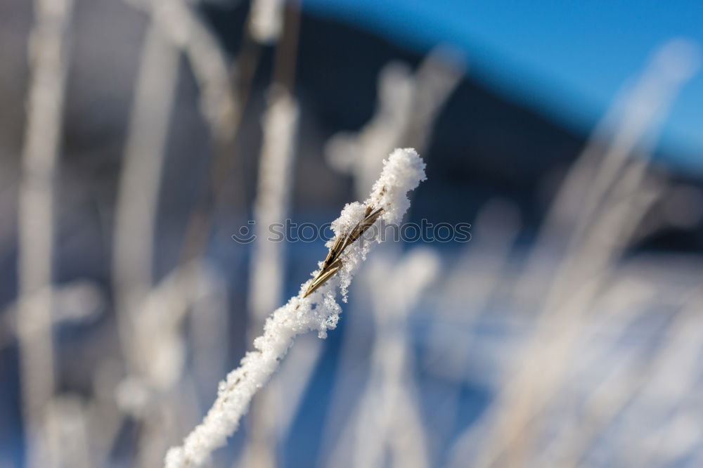 Similar – Image, Stock Photo Hoarfrost on blades of grass against a blue sky