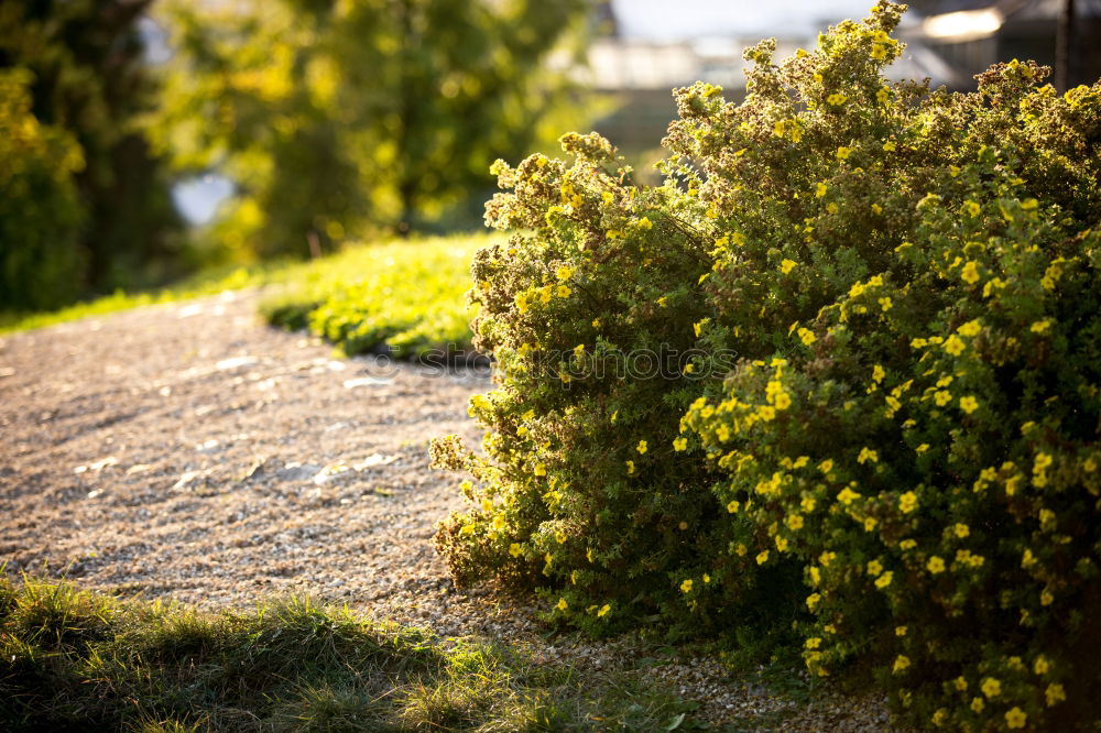 Similar – Image, Stock Photo round thing Bushes Green