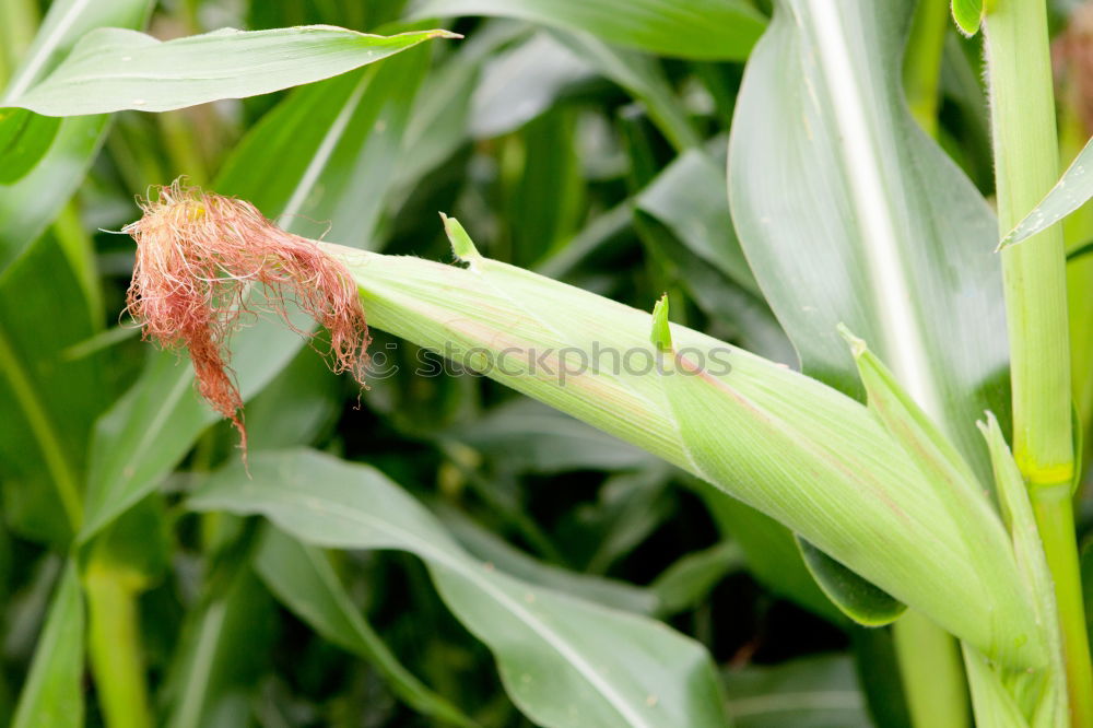 Similar – Image, Stock Photo maize field Food Vegetable