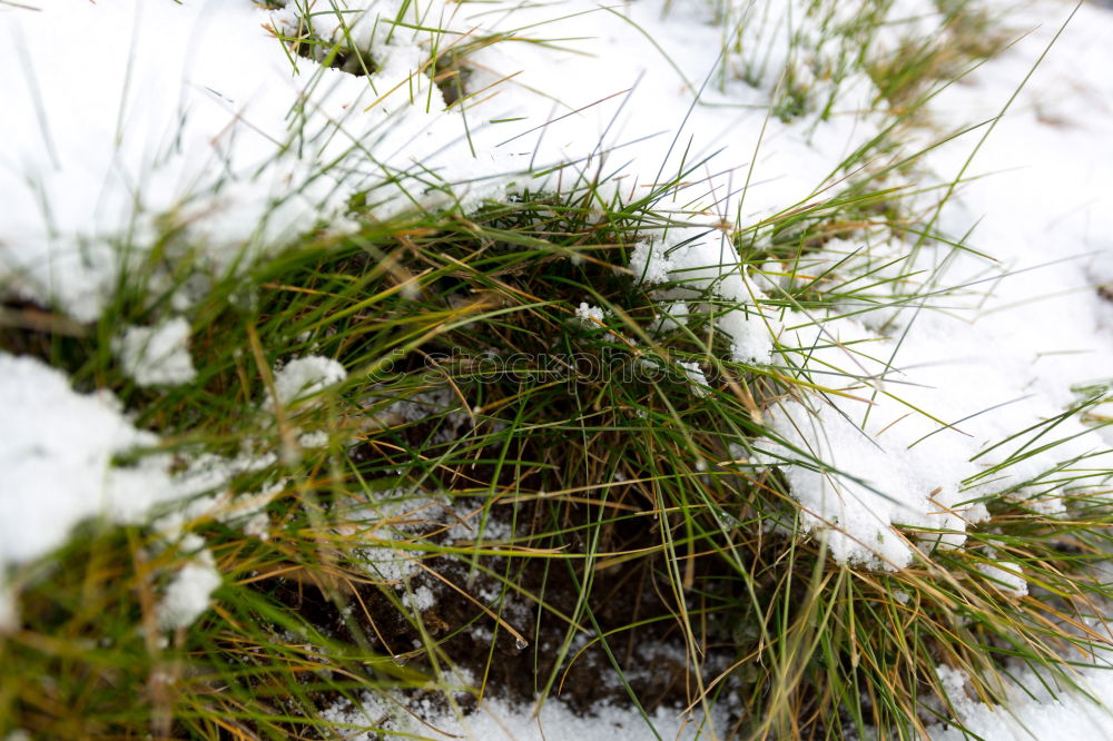 Similar – Image, Stock Photo The window to spring