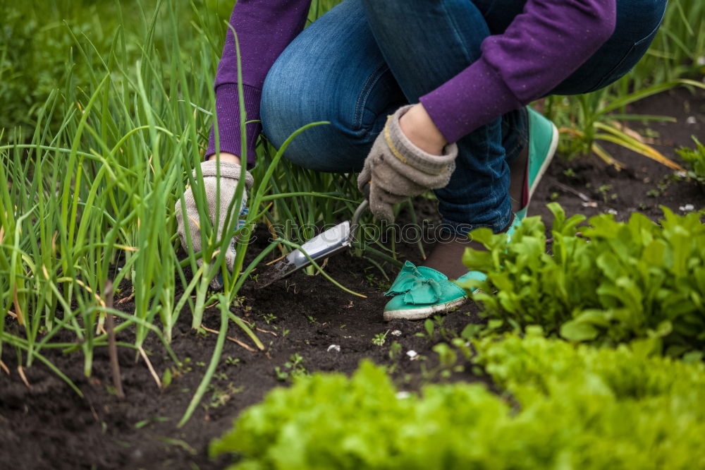 Similar – Planting potatoes