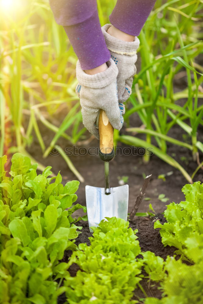 Similar – Image, Stock Photo Hoeing potatoes in home garden