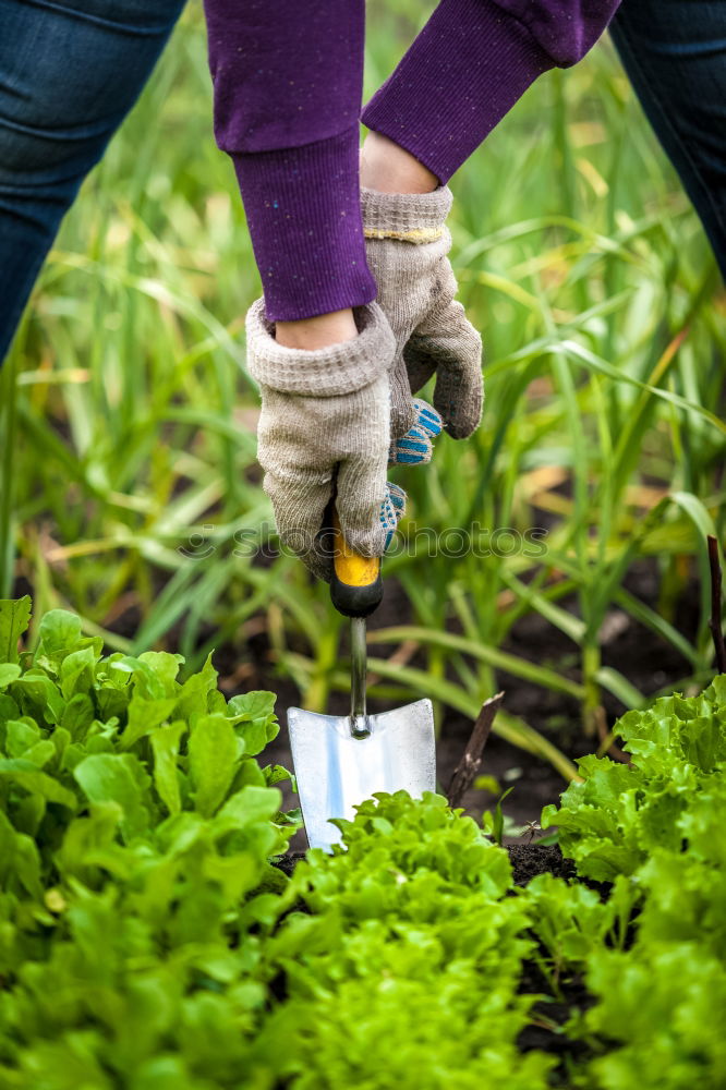 Similar – Image, Stock Photo Hoeing potatoes in home garden