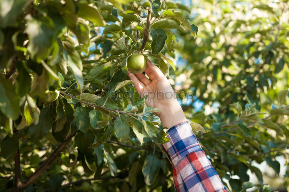 Similar – rotten fruit Colour photo