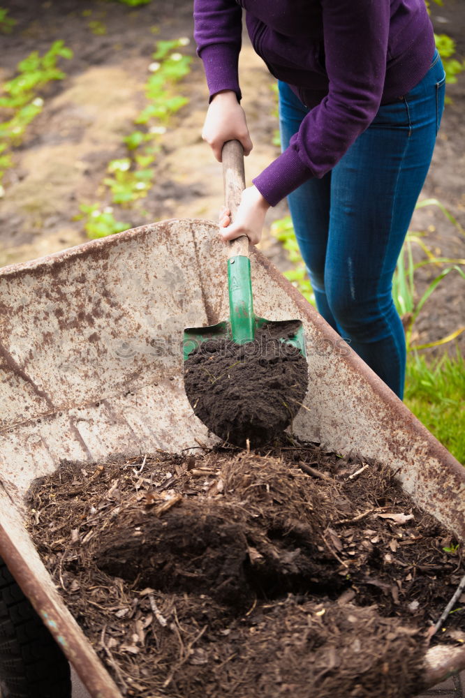 Similar – Planting potatoes in small bio garden