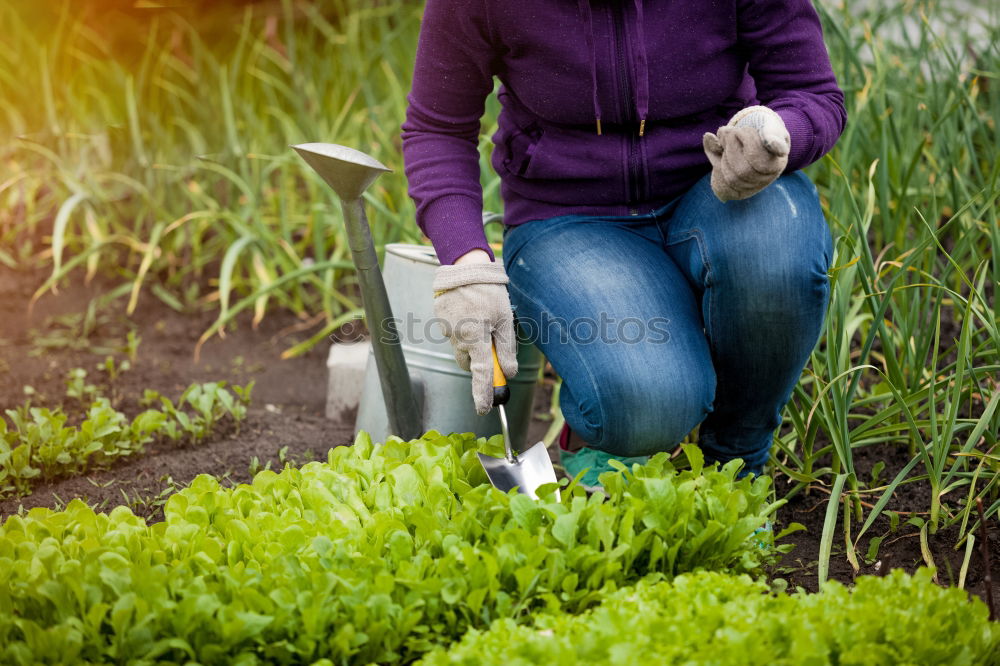 Similar – Image, Stock Photo Spring awakening on the balcony