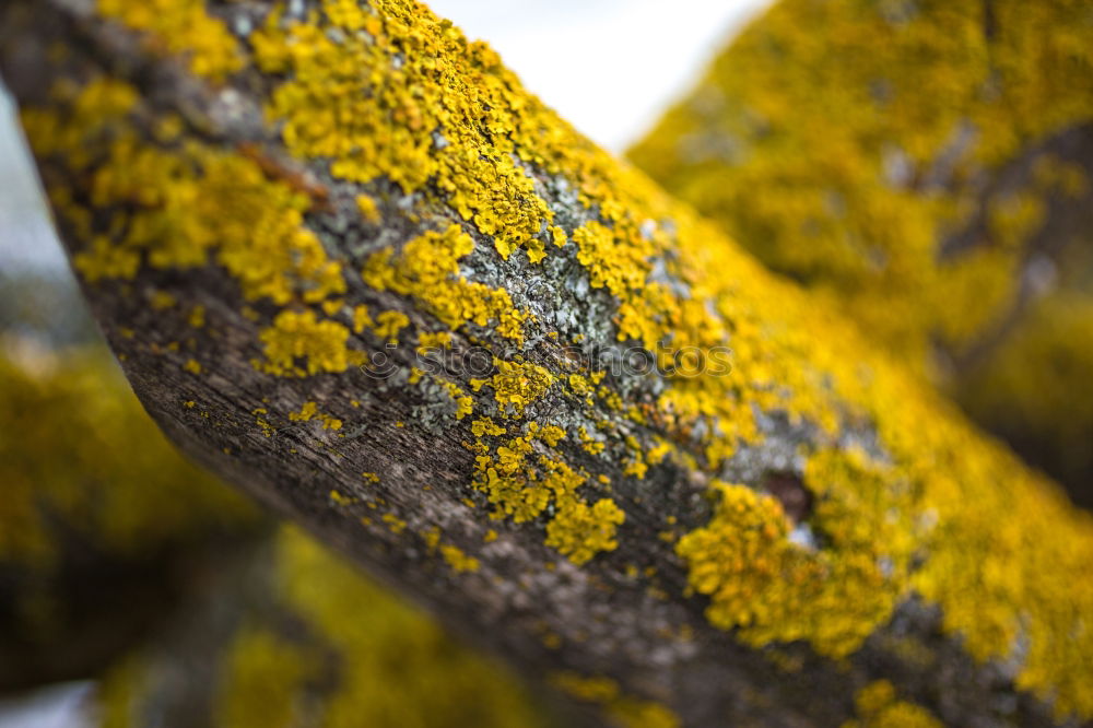 Similar – Image, Stock Photo Lichens and moss Plant