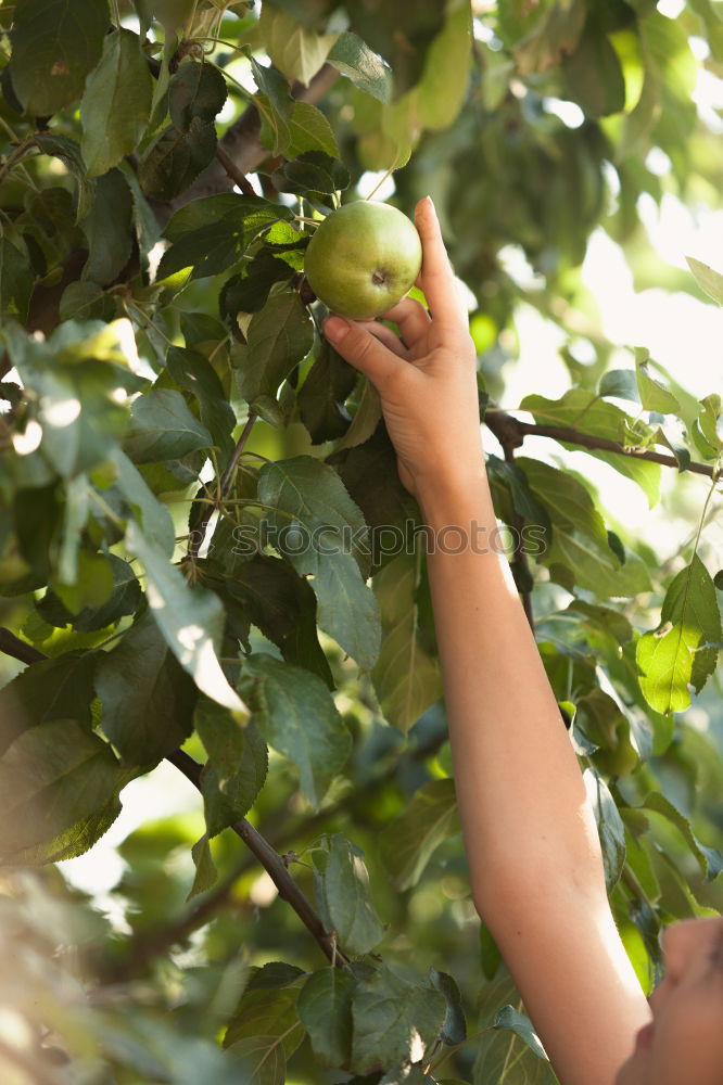 Similar – Young man harvesting apples