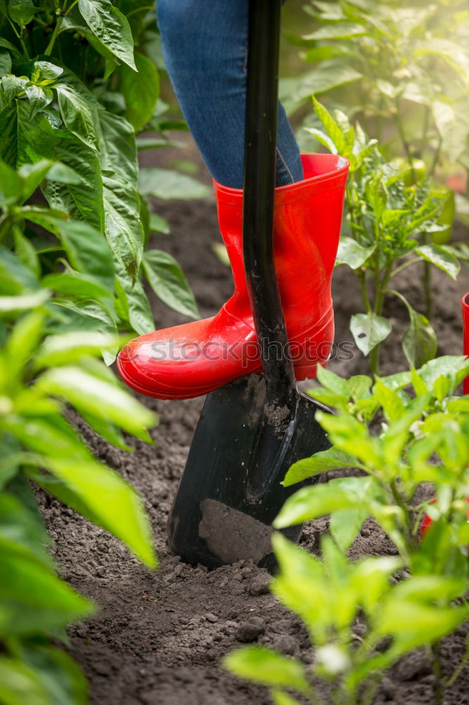 Similar – Image, Stock Photo Hoeing potatoes Summer