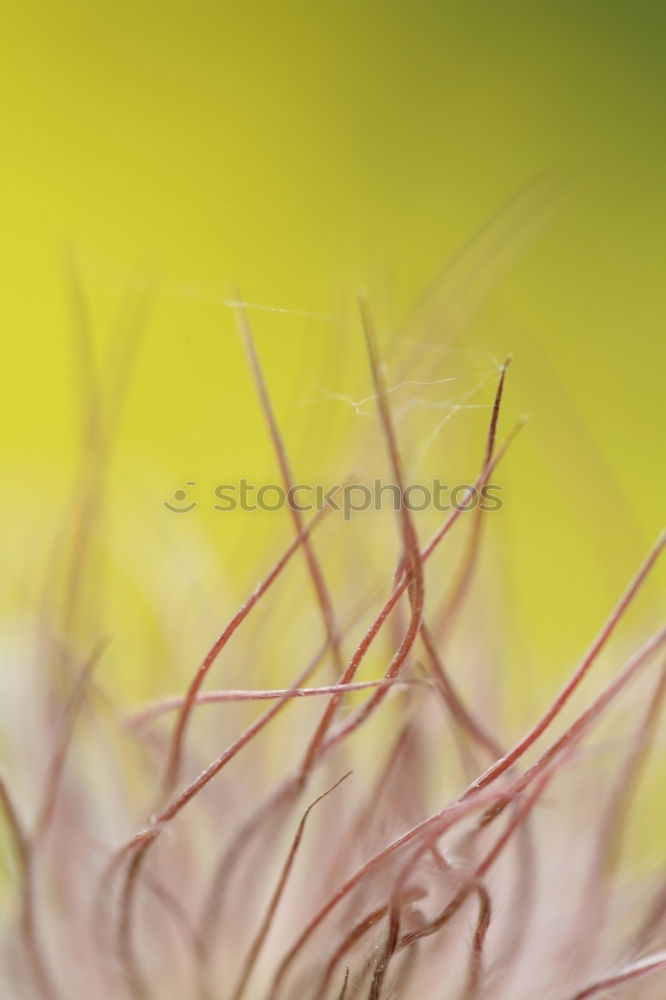 Image, Stock Photo Hair REALLY always goes! *g*