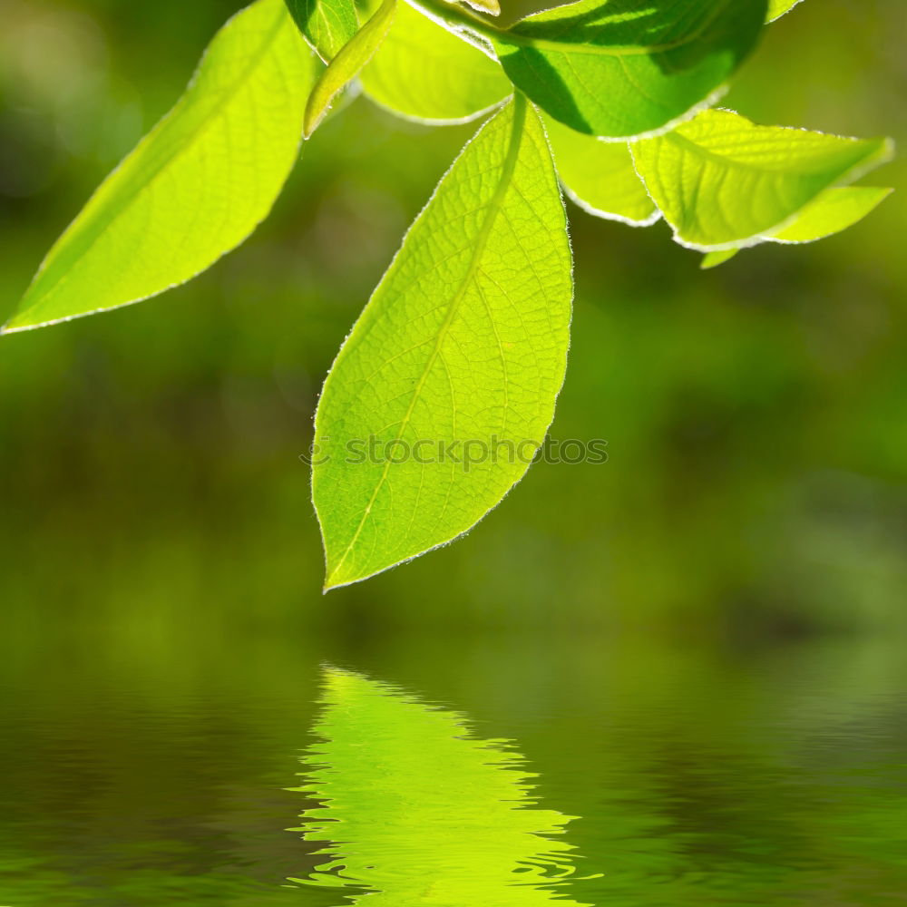 Similar – Image, Stock Photo Pretty green Plant Green