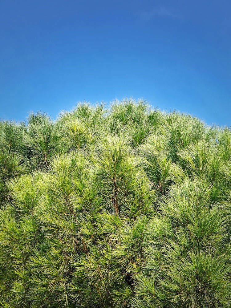 Similar – Pine cones Tree Detail