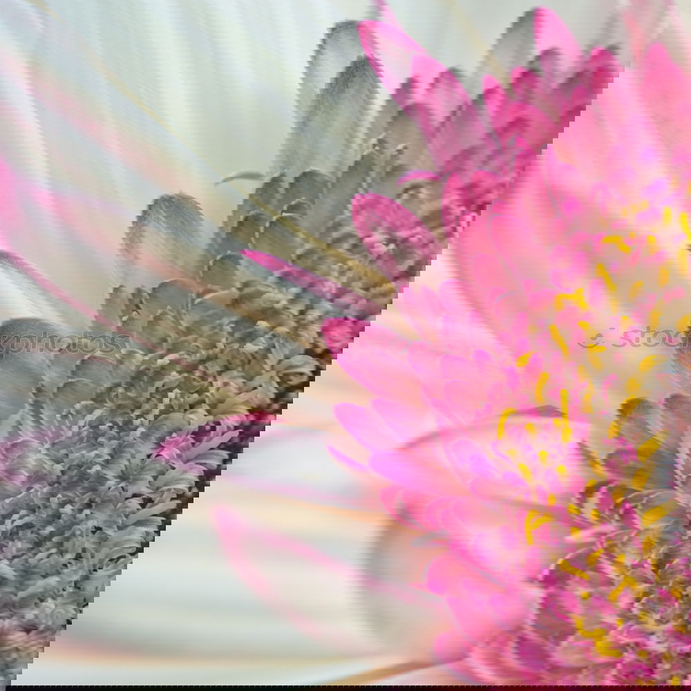 Similar – Image, Stock Photo Nectar ashtray on pink aster