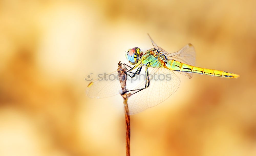 Blue dragonfly on one leaf