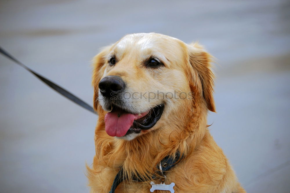 Golden Redriever Dog