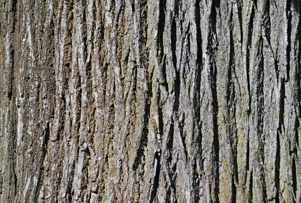 Similar – Image, Stock Photo Wood with history