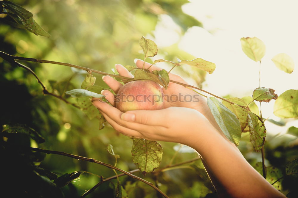 Image, Stock Photo one apple a day Food Fruit