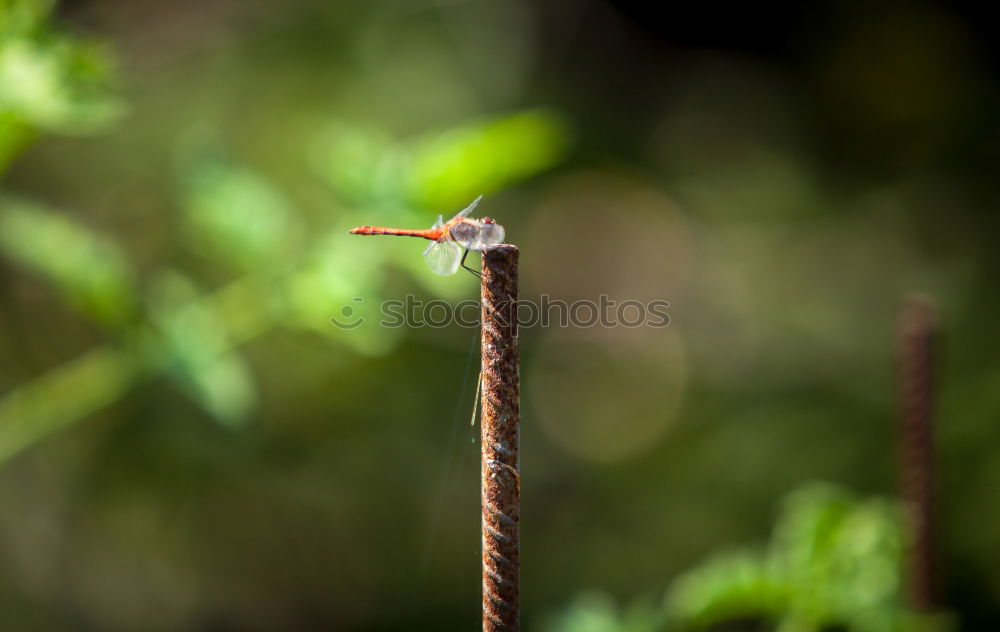 Similar – Image, Stock Photo dragonfly Dragonfly Green