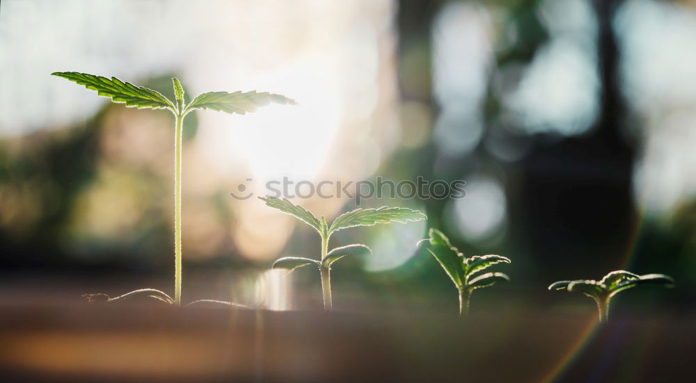 Similar – green tree leaf Plant Leaf