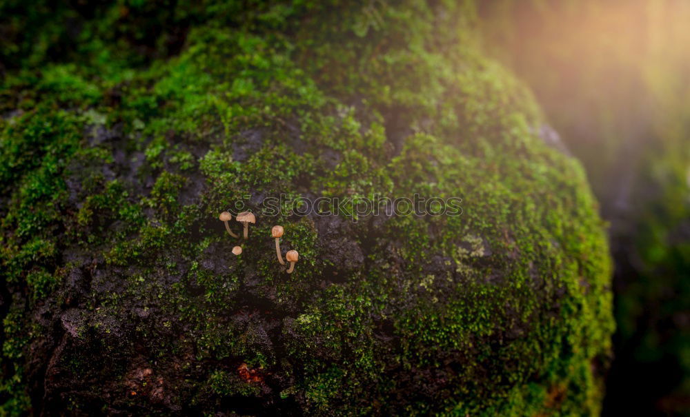 Similar – beard Fruit Nature Autumn