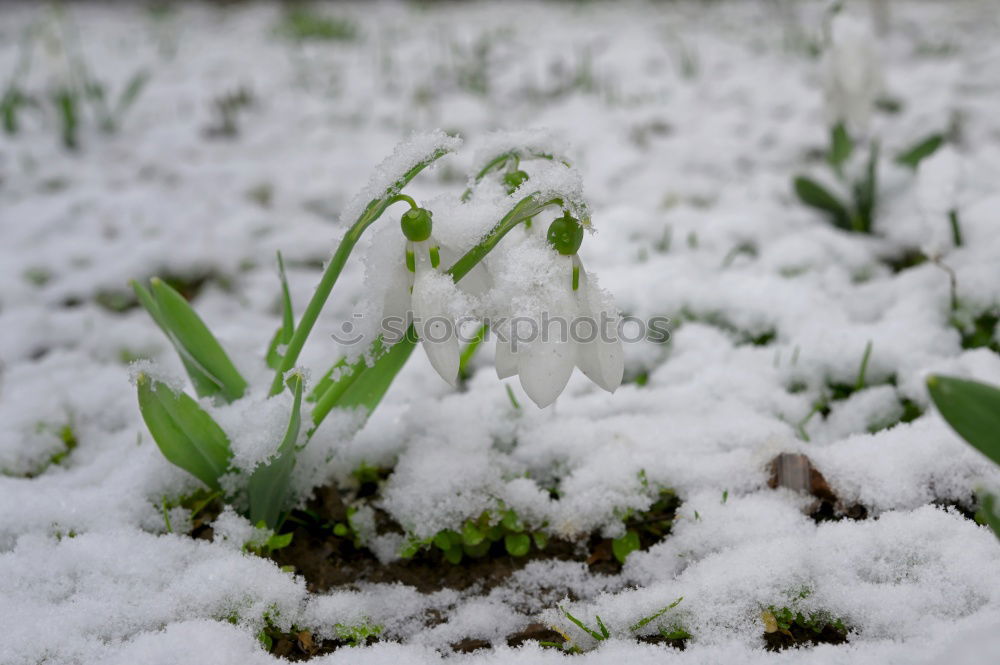 Similar – Image, Stock Photo Snowdrops with a crease