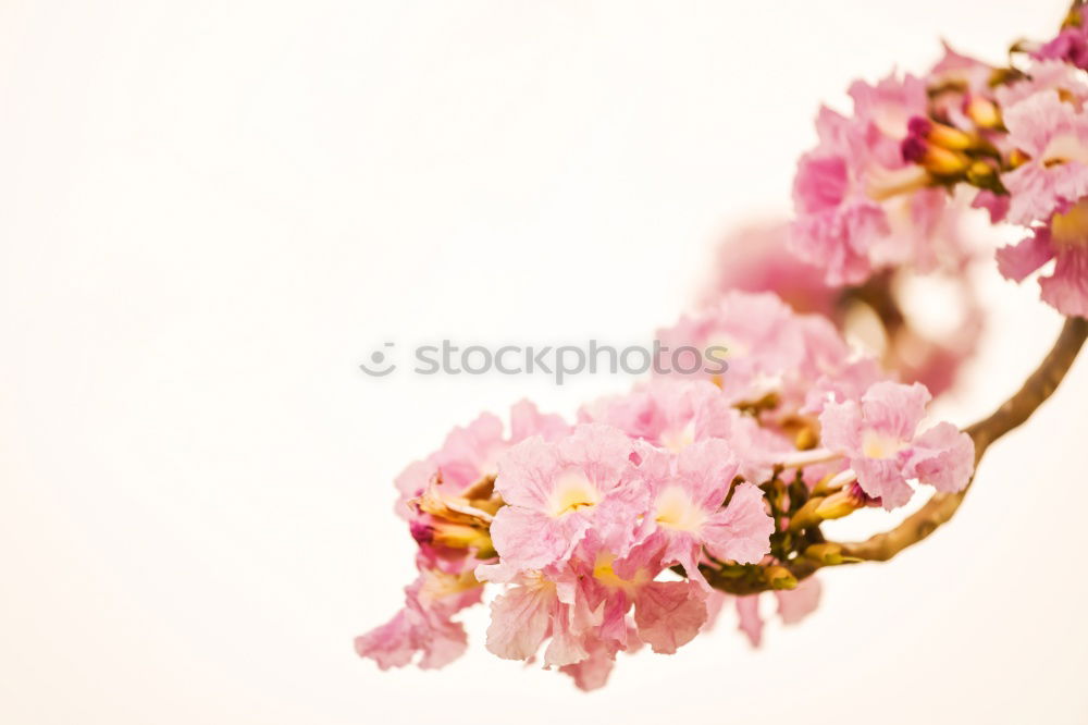 Similar – Image, Stock Photo cherry blossoms Nature