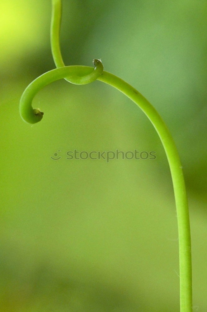 Similar – fern curl Nature Plant