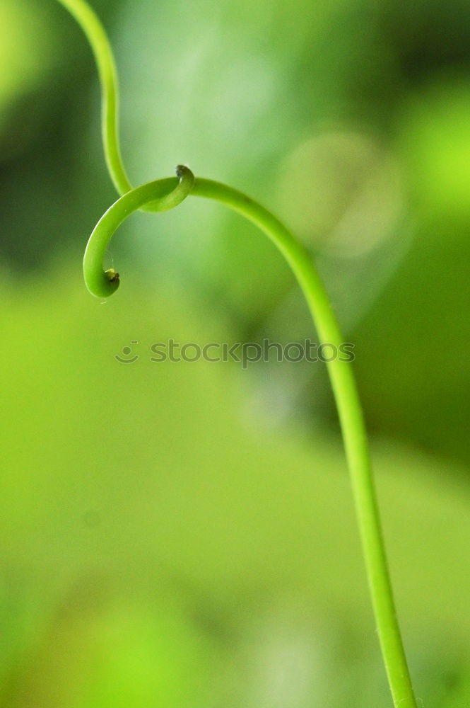 Similar – Foto Bild Natureleaves Blatt ruhig