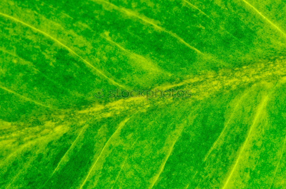 Similar – banana leaf Banana