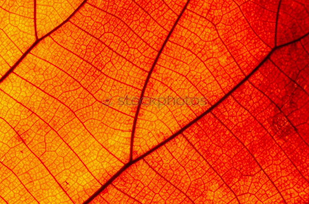 Similar – Image, Stock Photo one yellow dry leaf of a maple on a red background