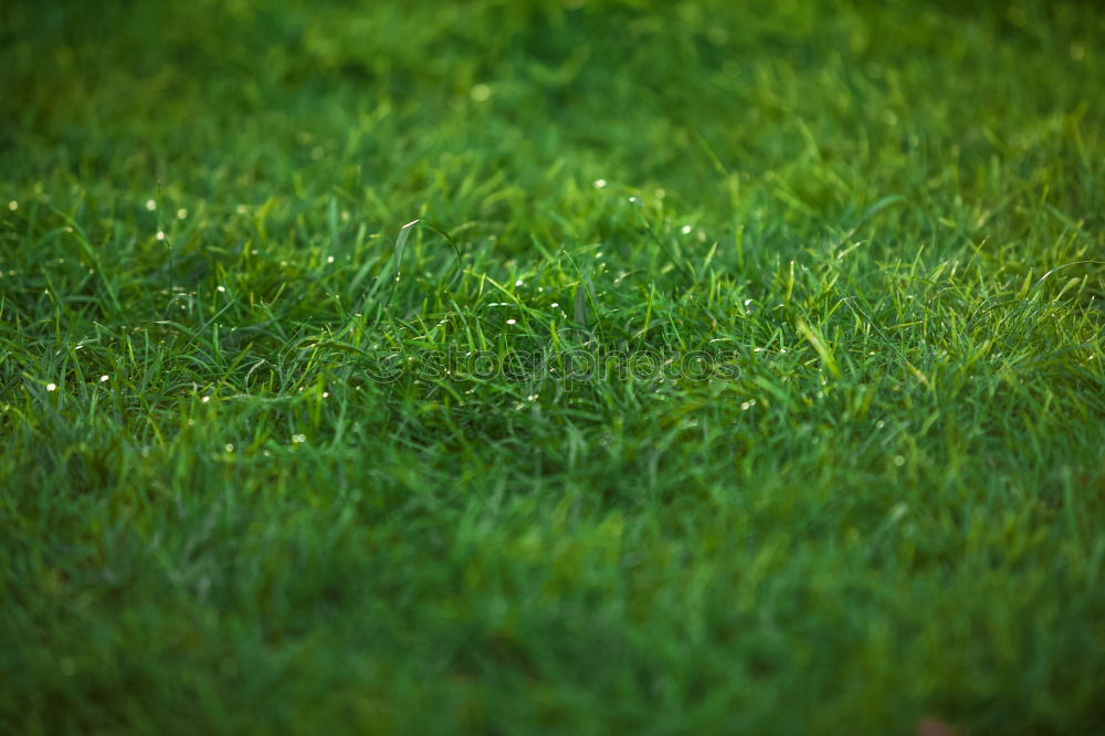 Image, Stock Photo The grass is green Grass