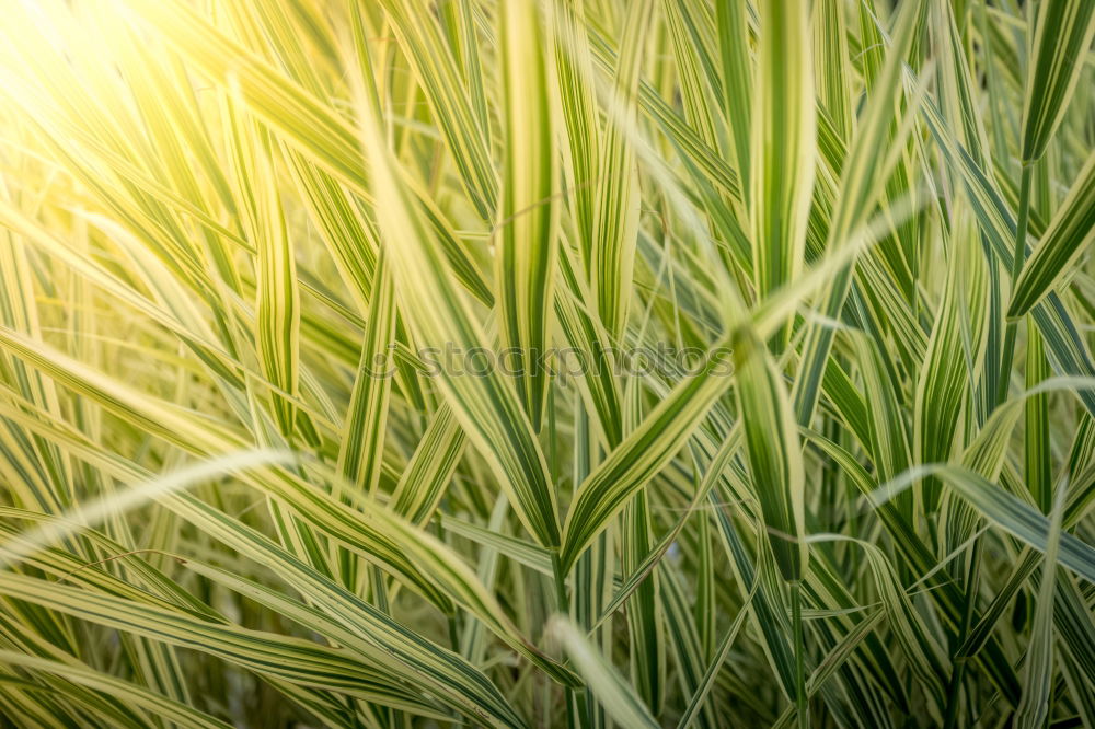 Similar – shorebound Common Reed